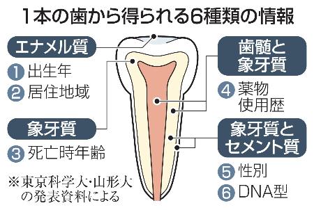 １本の歯から得られる６種類の情報