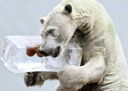 氷柱をプレゼントされたホッキョクグマの「ホウちゃん」＝２９日午前、大阪市の天王寺動物園