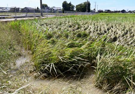 泥水が残る田んぼ＝３１日午後、福井県坂井市