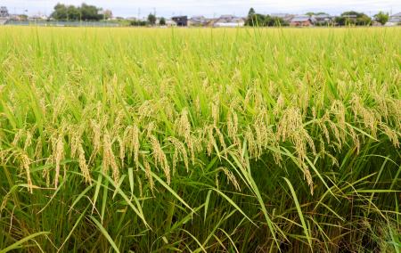 収穫期が近づく水田＝８月、新潟市