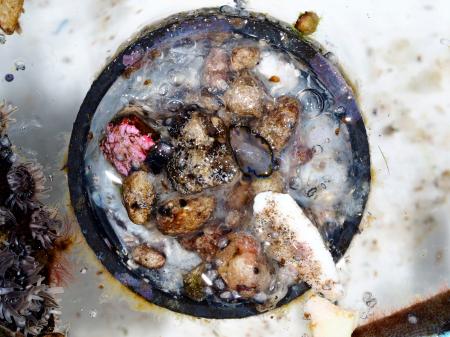 海洋ごみとして漂流し、多様な生物が共存する小さな生態系が形成されていたボトルキャップ（名古屋大付属臨海実験所の自見直人講師提供）