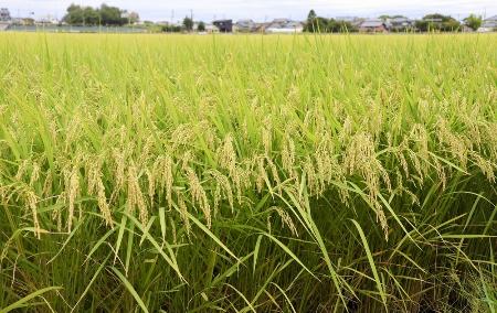 収穫期が近づく水田＝８月、新潟市