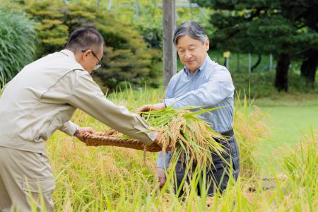 皇居内の田んぼで稲刈りをされる天皇陛下＝８日午前（宮内庁提供）