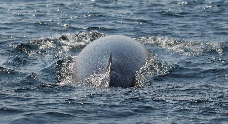 カナダ・ケベック州の川で泳ぐミンククジラ=2009年(ロイター=共同)