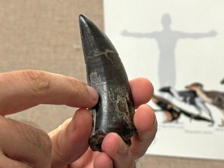 ティラノサウルスの体温推定に使われた歯(カリフォルニア大ロサンゼルス校提供)