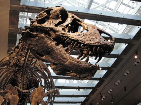 米ロサンゼルス郡立自然史博物館に展示されたティラノサウルスの頭部。歯が体温推定に利用された（同博物館恐竜研究所提供）