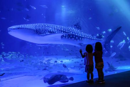石川県七尾市の「のとじま水族館」で展示が再開したジンベエザメ＝１８日午前