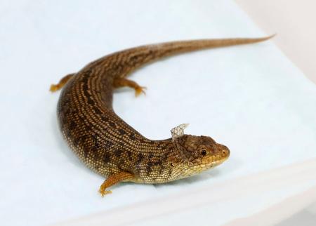 押収された「アデレードアオジタトカゲ」
