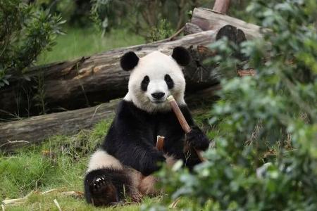 　中国野生動物保護協会が公開した、米国に貸与が決まったジャイアントパンダの写真（同協会の「微信（ウィーチャット）」公式アカウントから、共同）
