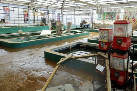 印旛沼の堤防が決壊し、浸水被害を受けた谷養魚場のニシキゴイ販売所＝２５日、千葉県成田市