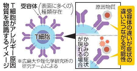 Ｔ細胞がアレルギー原因物質を認識するイメージ