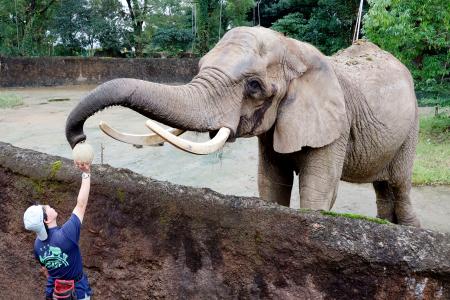 推定６０歳を祝う記念イベントで、飼育員からメロンをもらうアフリカゾウ「メアリー」＝２７日午後、仙台市の八木山動物公園