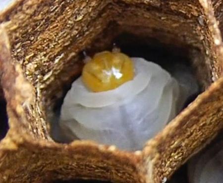巣の壁を削って音を出すオオスズメバチの幼虫（藤岡春菜助教提供）