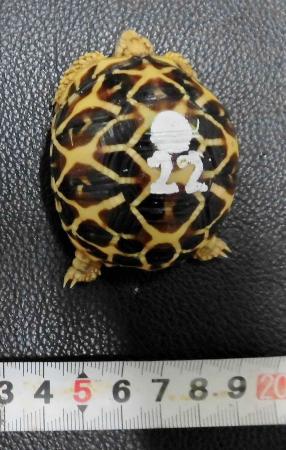 押収されたインドホシガメ