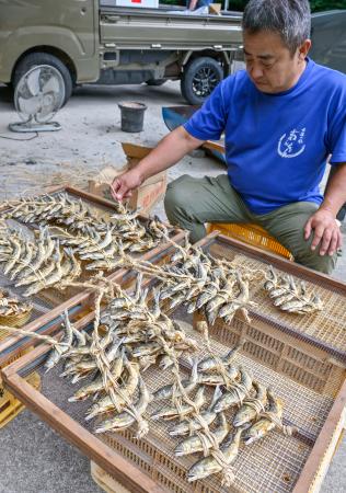 保存食のあぶりアユ作りに取り組む木田豪さん＝８日午後、和歌山県田辺市