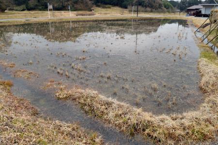 冬も水を張ったままの田んぼ＝２０１６年２月、滋賀県甲賀市（上原佳敏さん提供）